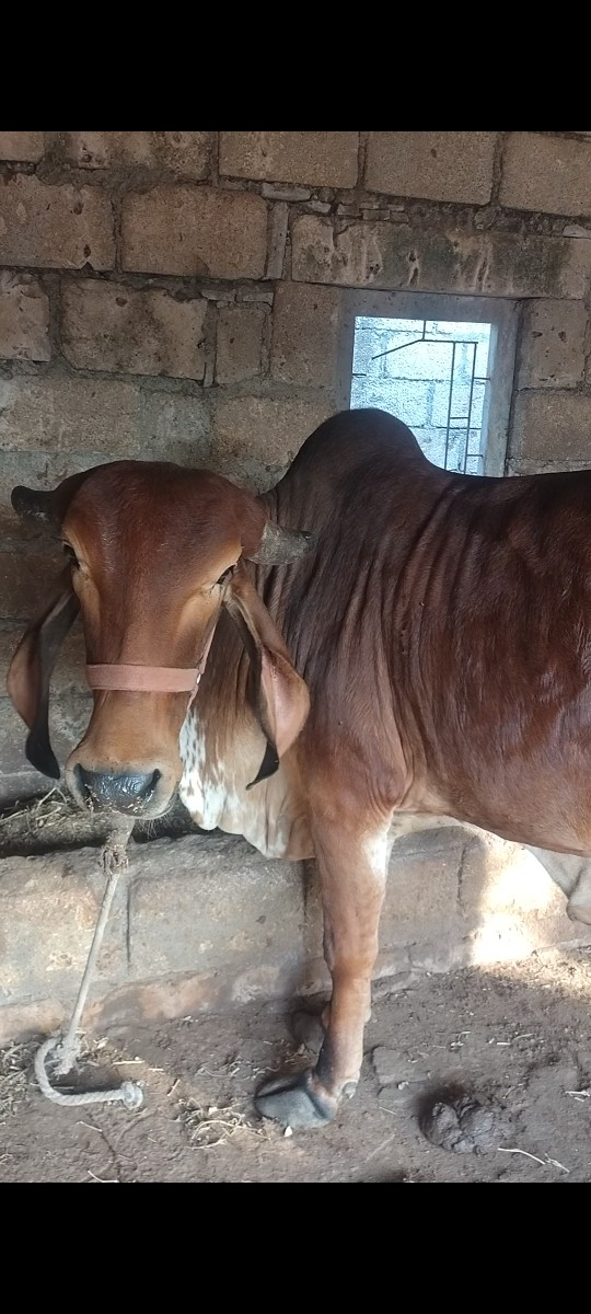 હોળકી વેચવાની છે