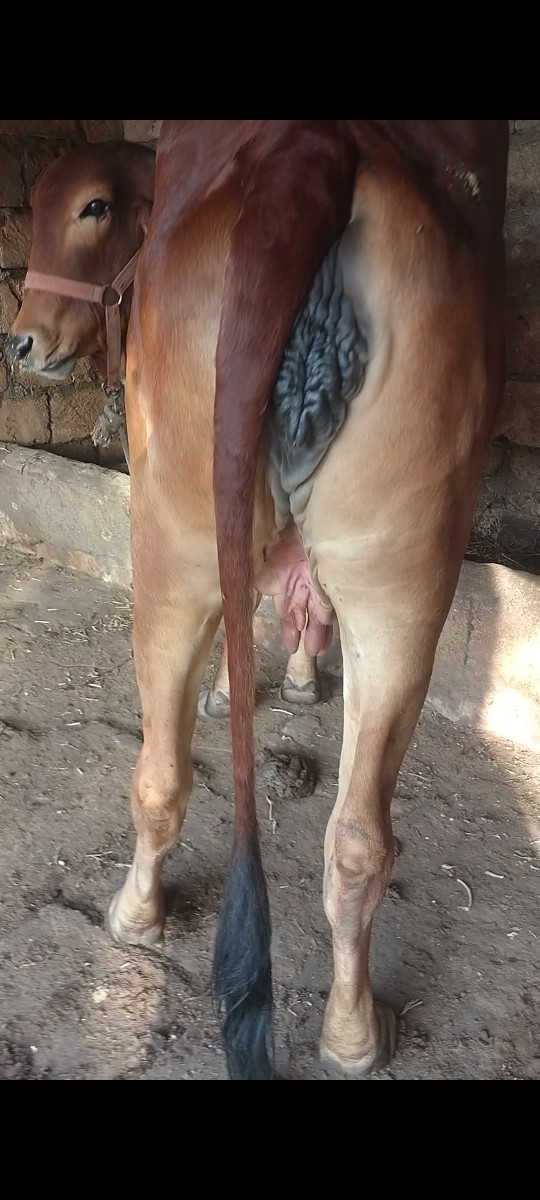 હોળકી વેચવાની છે