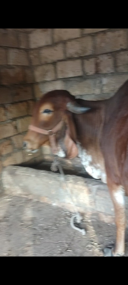 હોળકી વેચવાની છે