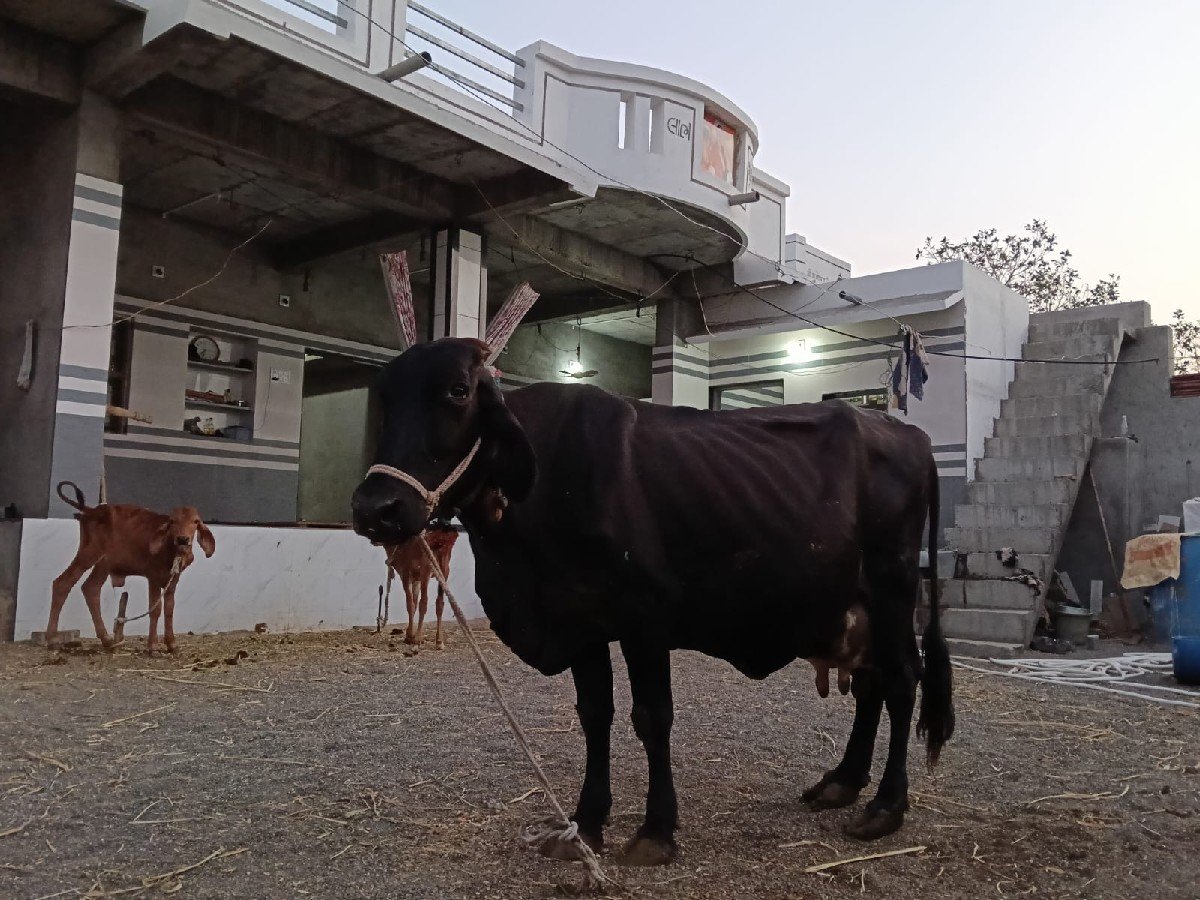 ગીર ક્રોસ જર્સી ગાય વેચવા ની છે