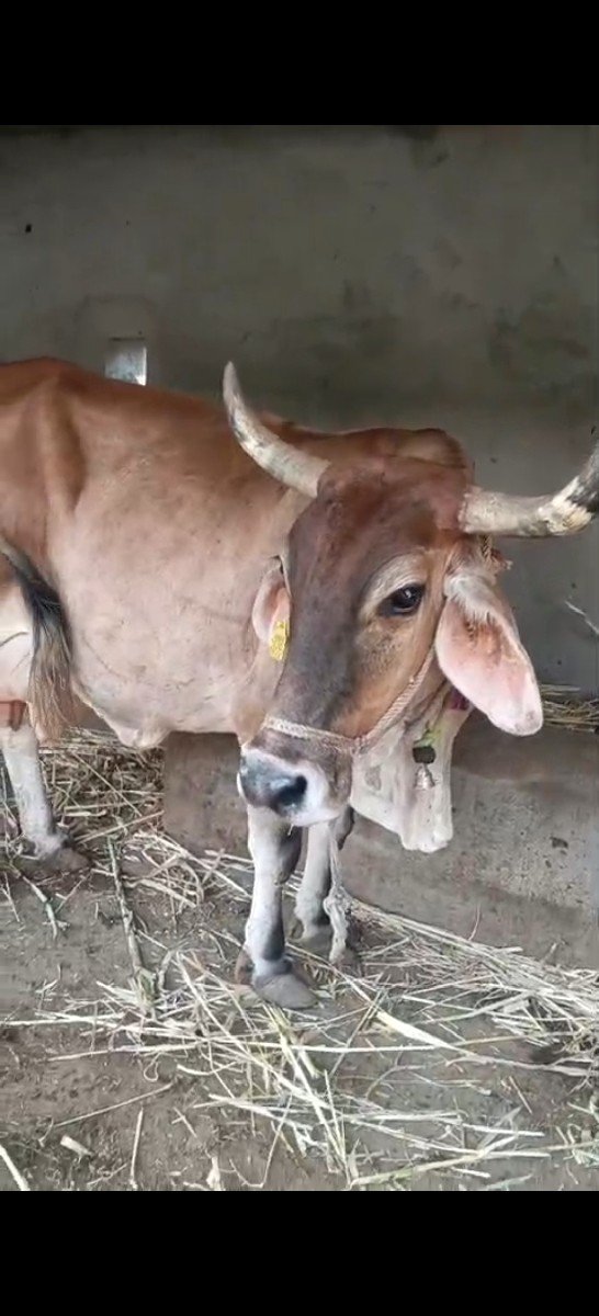 ગીર ક્રોસ જર્સી ગાય વેચવા ની છે
