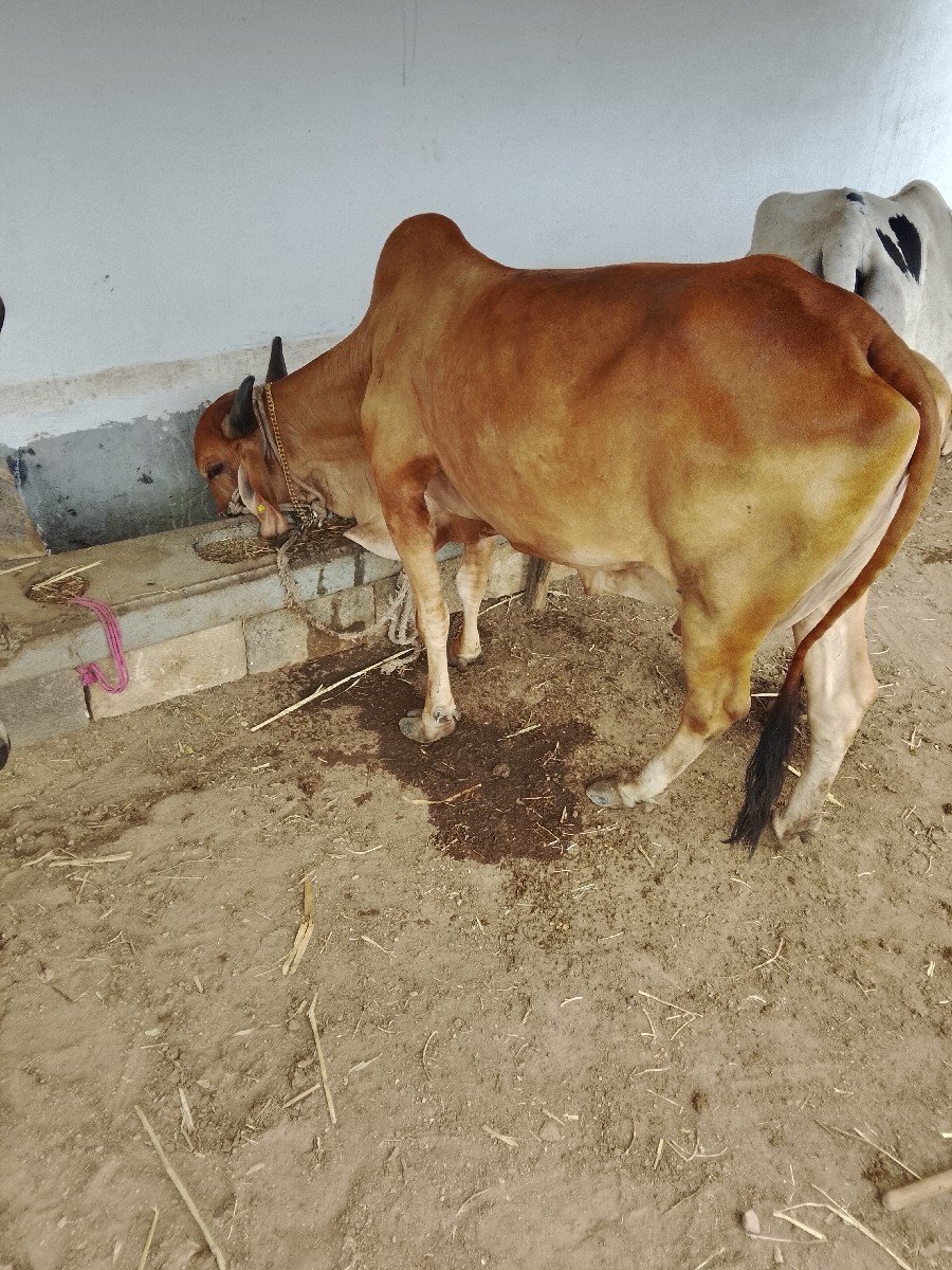 ગાય વેચવાની છે