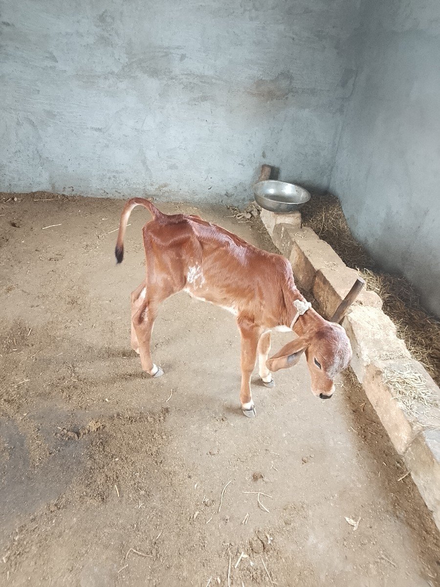 ગાય વેચવાની છે