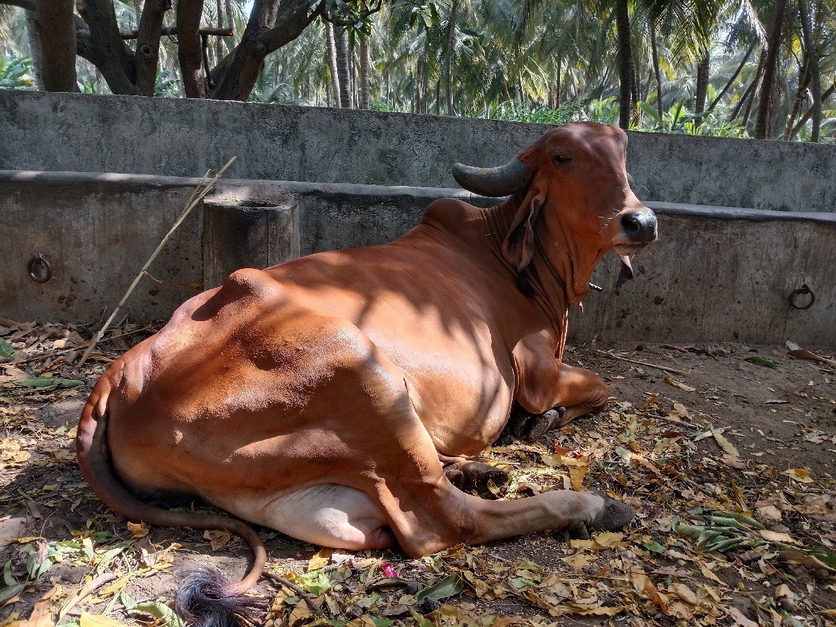 ગીર ગાય વેચવાની છે
