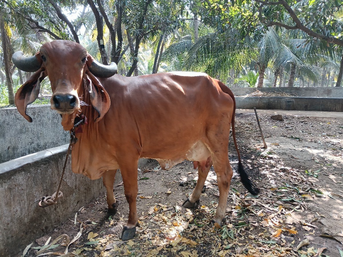 ગીર ગાય વેચવાની છે