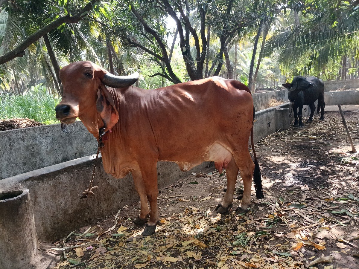 ગીર ગાય વેચવાની છે