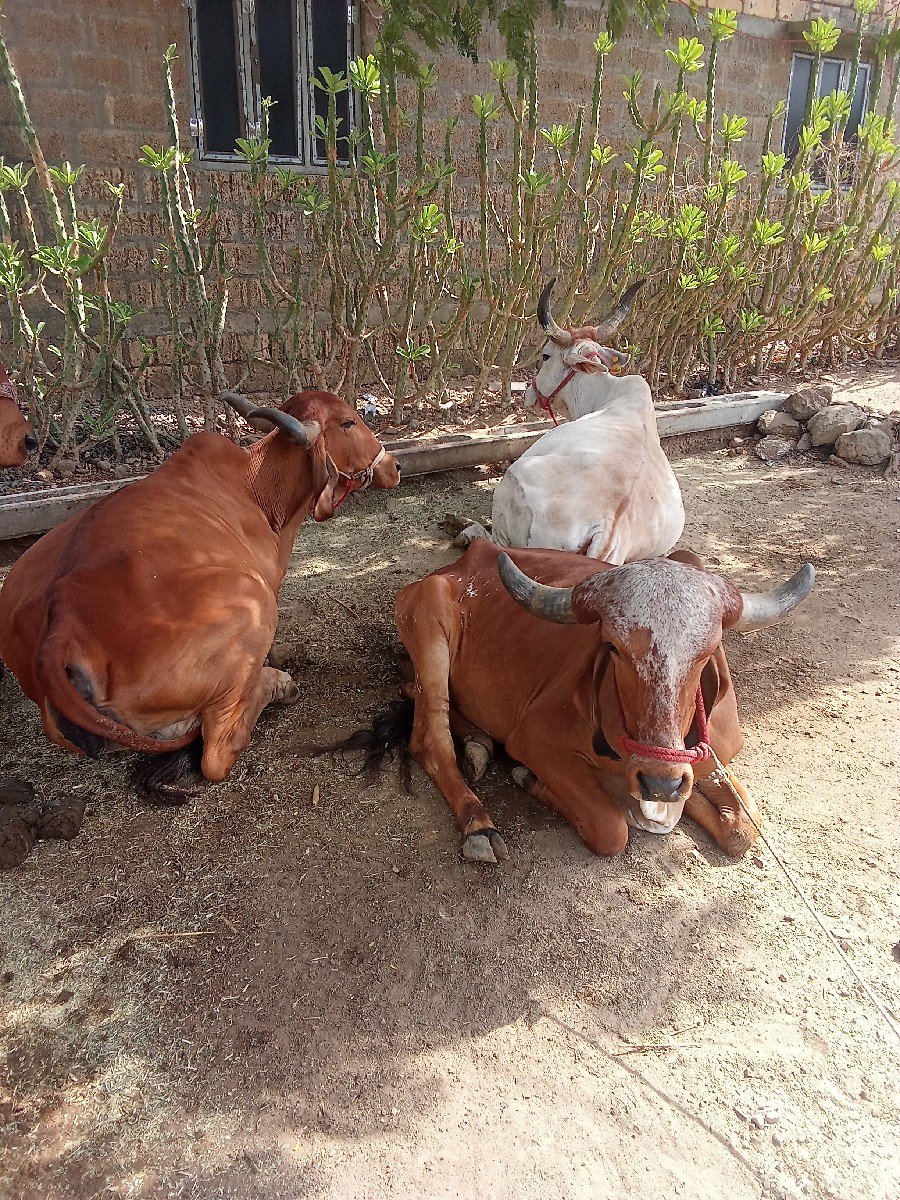 ગાય યુ વેસવાની