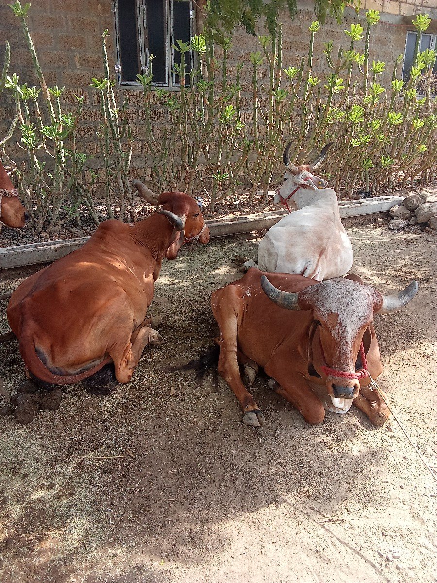 ગાય યુ વેસવાની