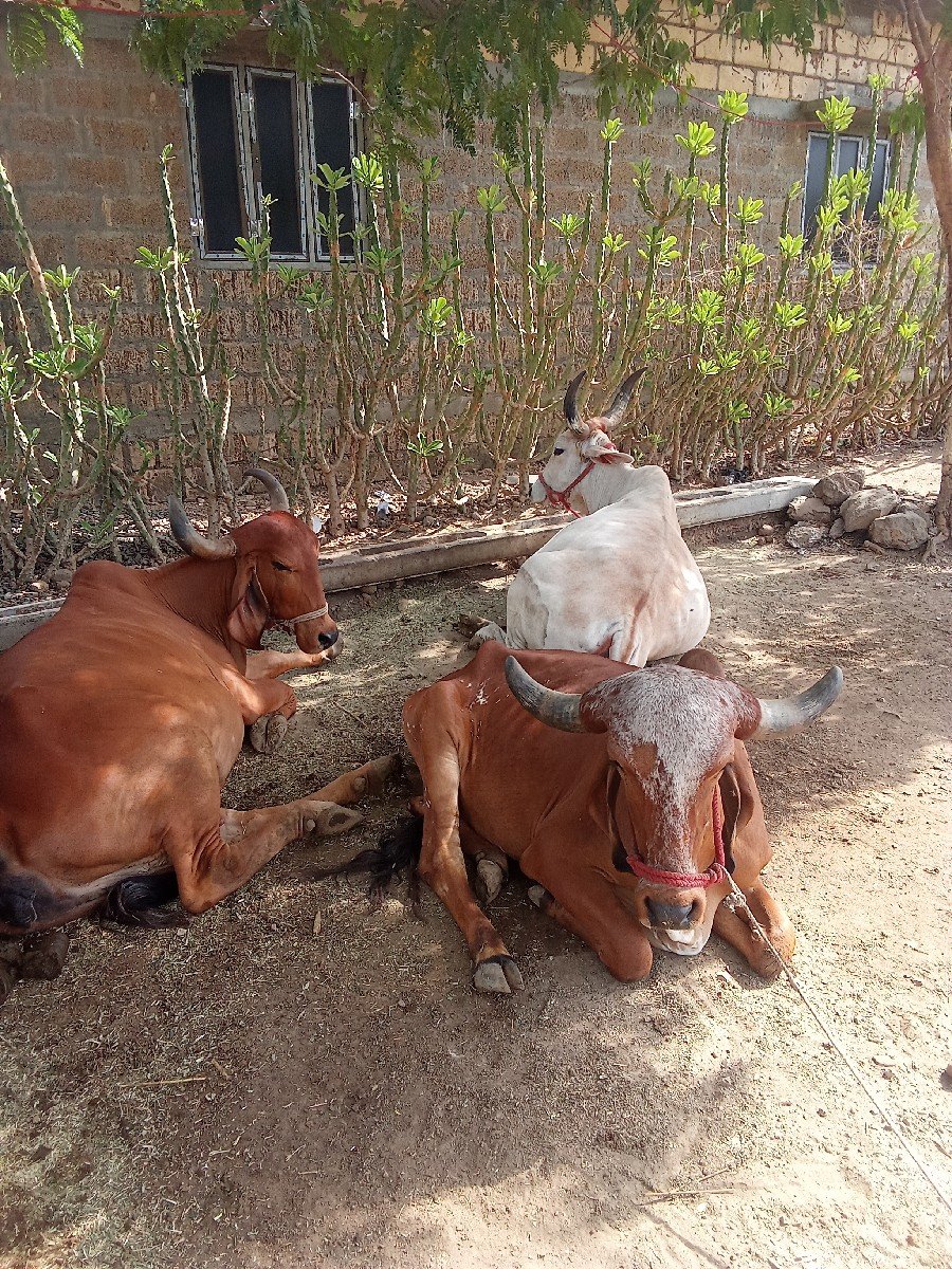 ગાય યુ વેસવાની