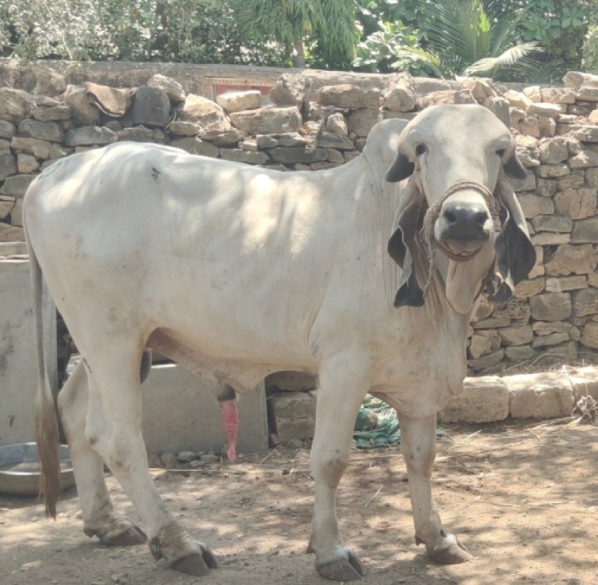 original Gir bull