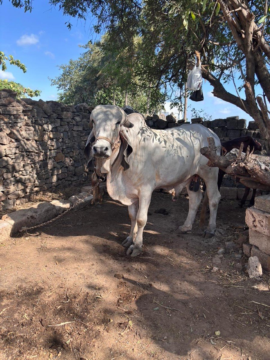 original Gir bull