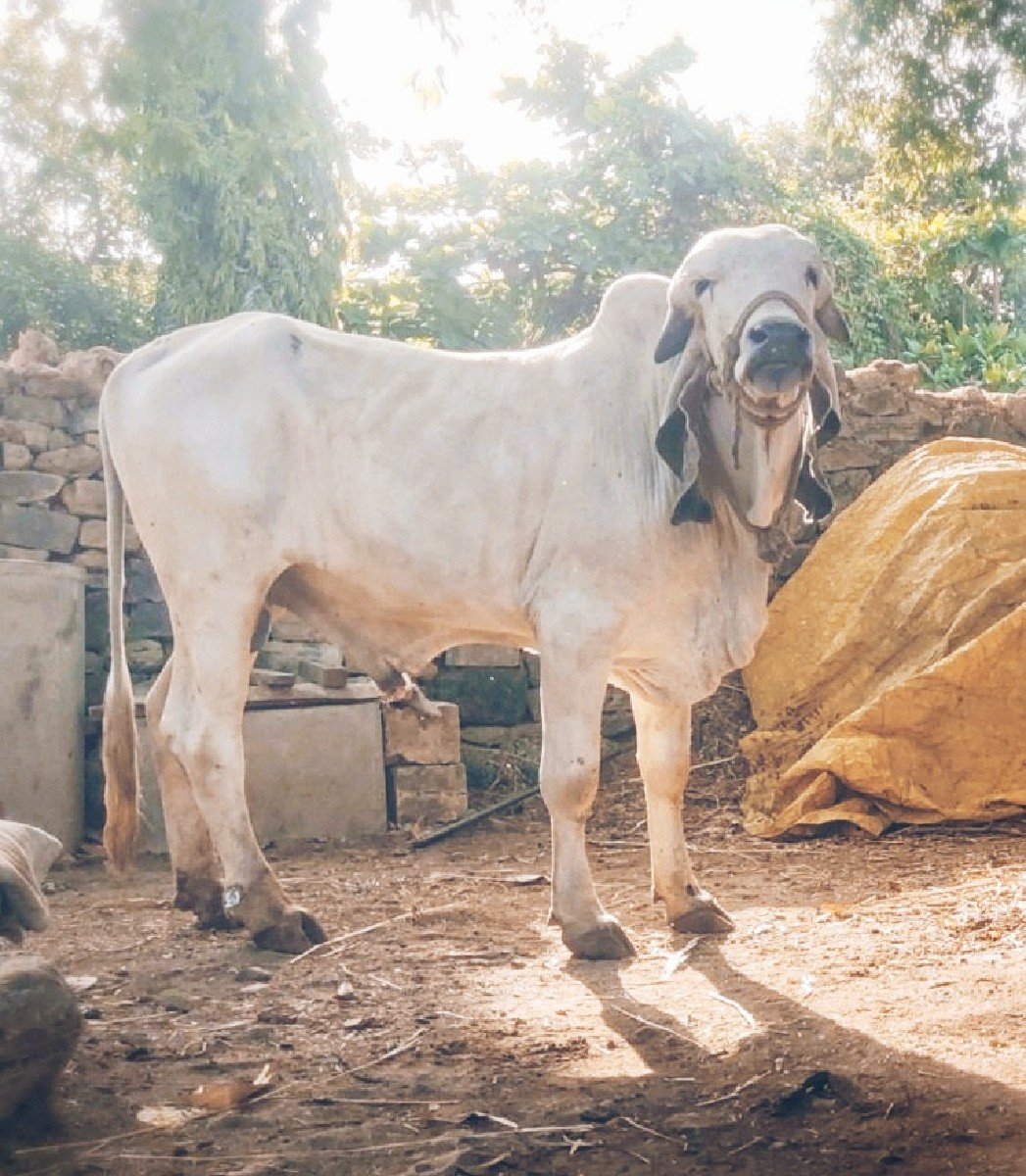 original Gir bull