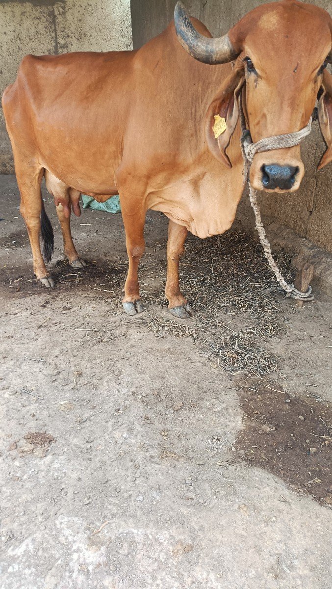 gay gir pachr soji javb dari 2