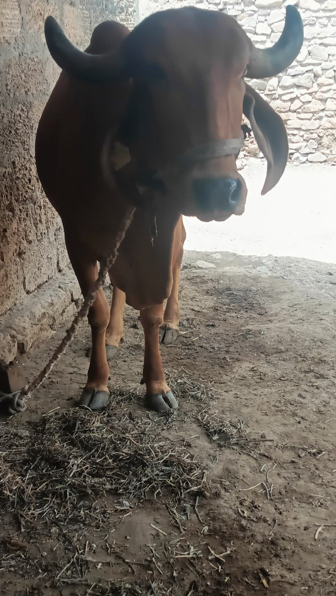gay gir pachr soji javb dari 2