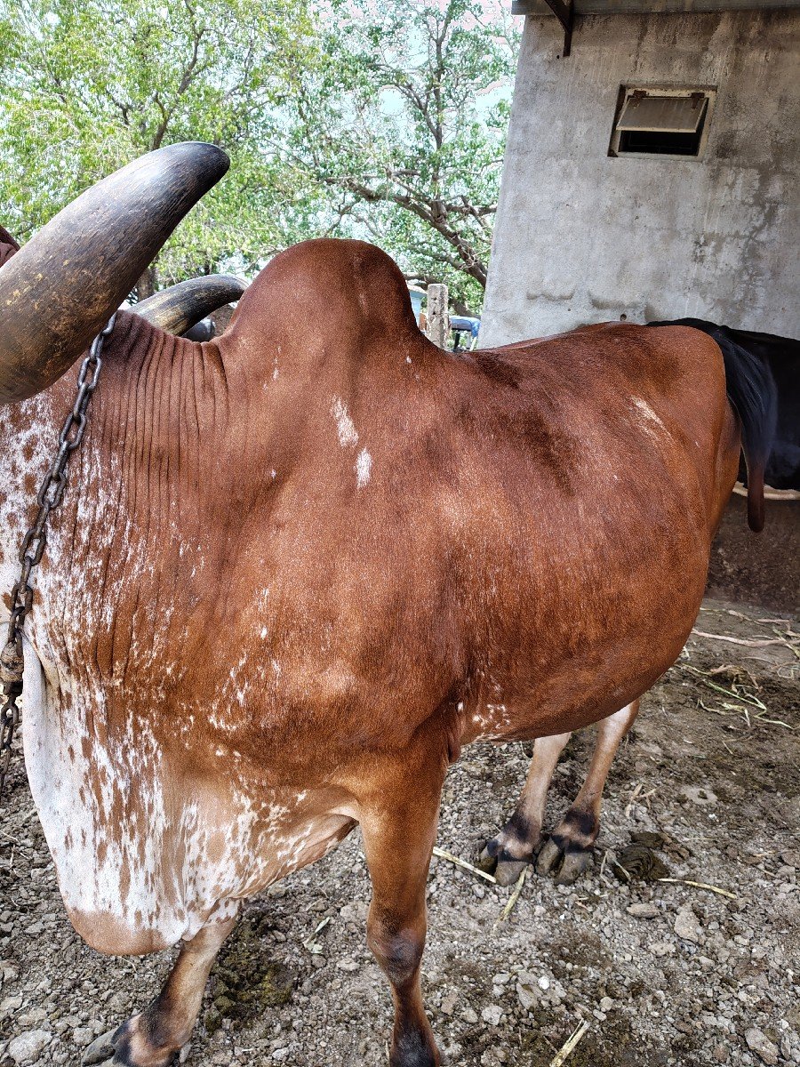 ગાય વેચવાની છે