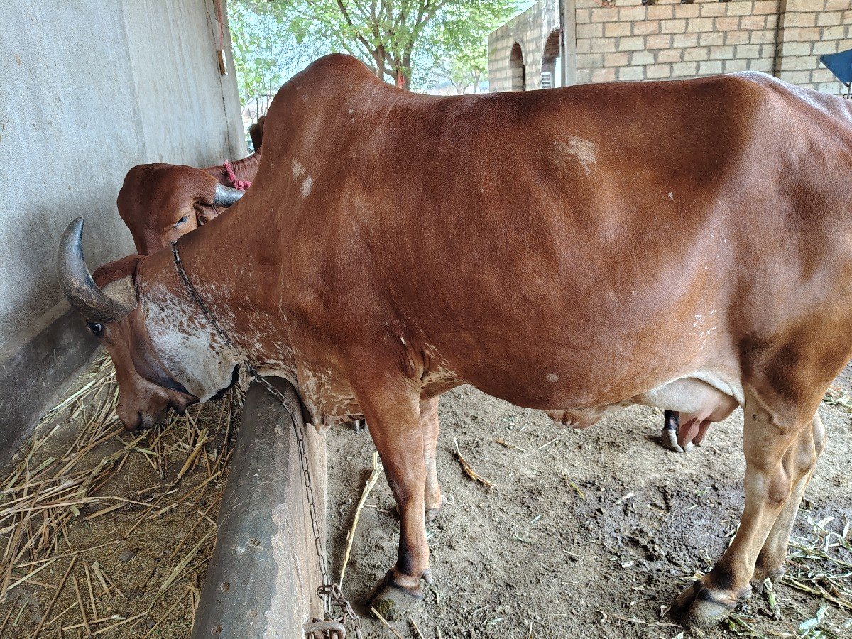 ગાય વેચવાની છે