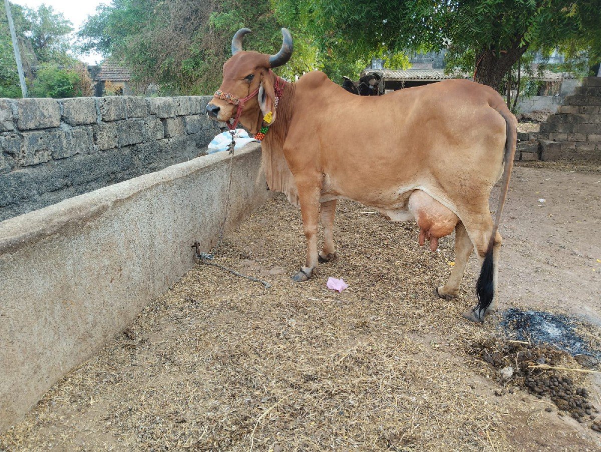 ગાય વેચવાની છે