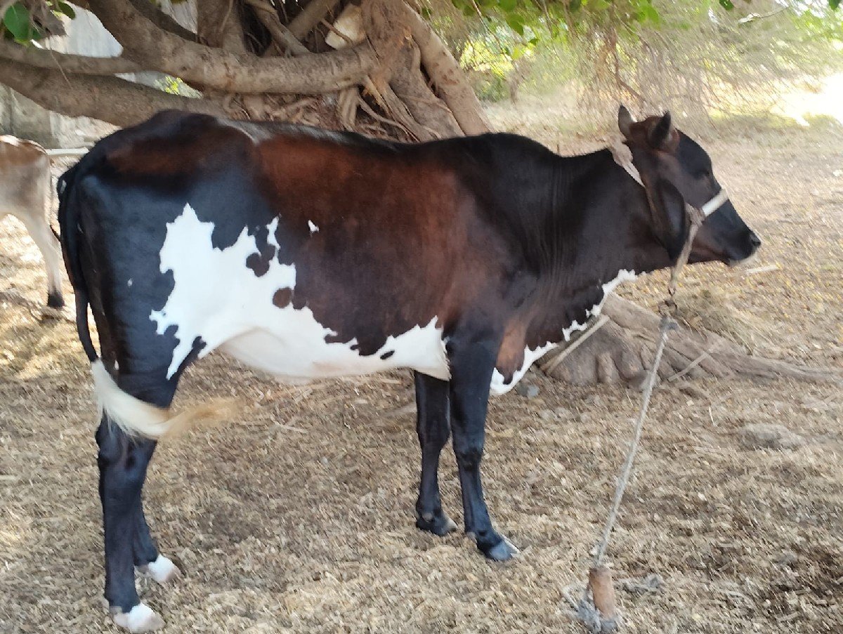 ગાય વેચવાની છે