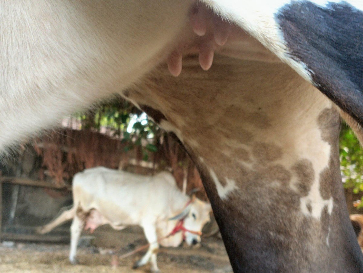ગાય વેચવાની છે