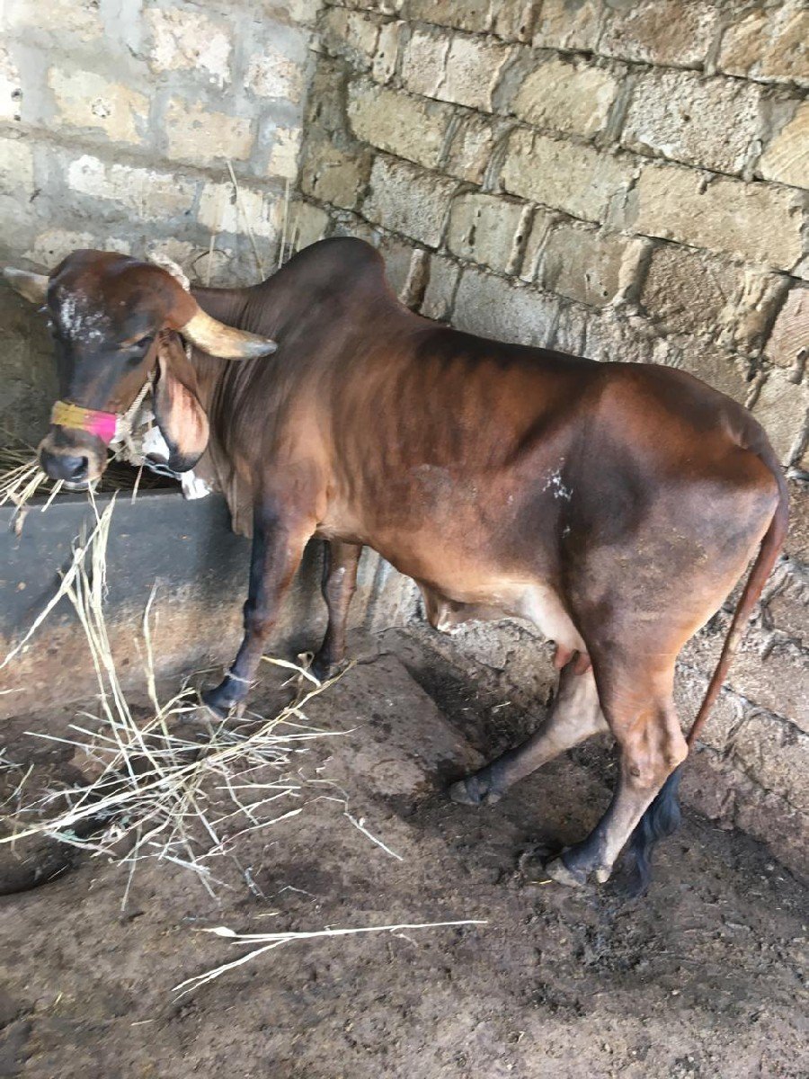 ગાય વેચવાની છે