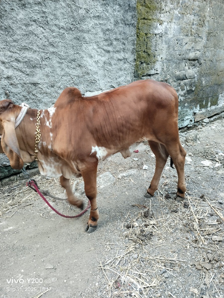 ગાય વેચવાની છે