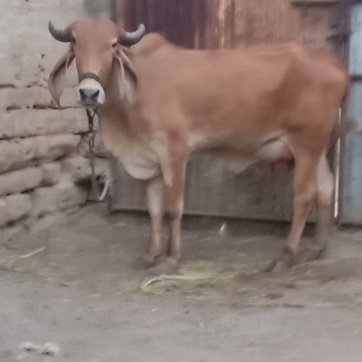 ગાય વેચવાની છે