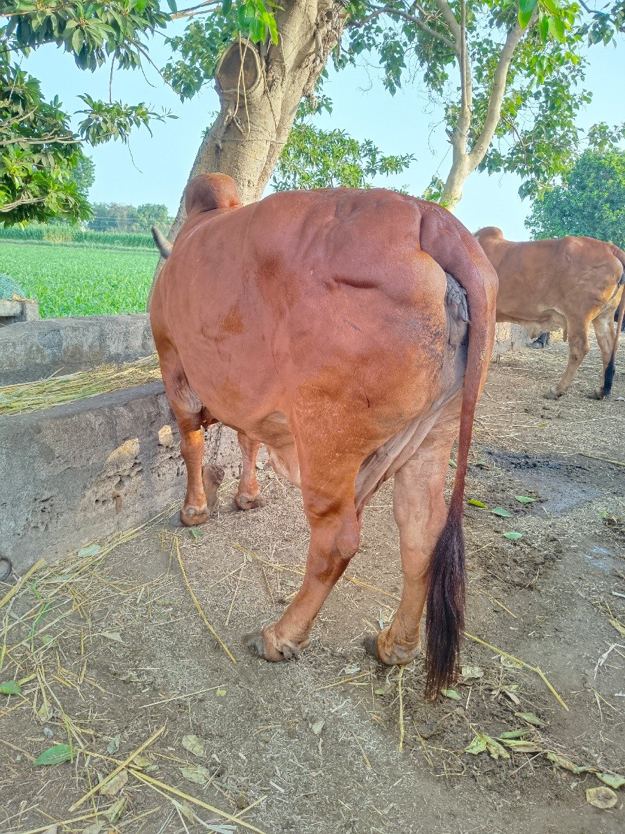 ગાય વેચવાની છે