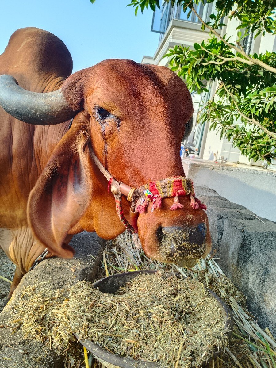 ગાય વેચવાની છે