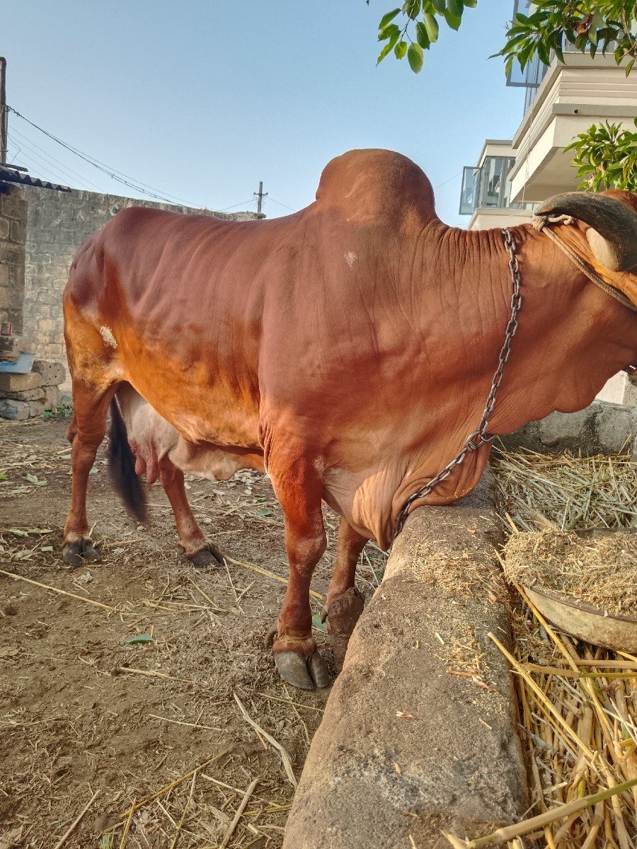 ગાય વેચવાની છે