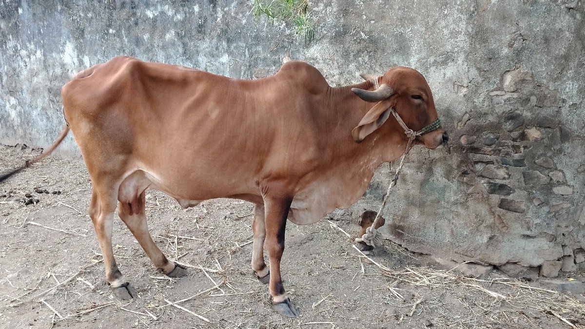 ગાય વેચવાની છે