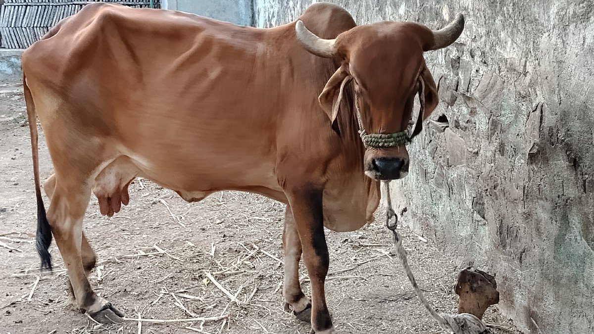 ગાય વેચવાની છે