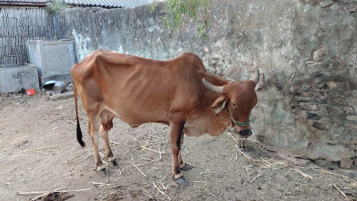 ગાય વેચવાની છે