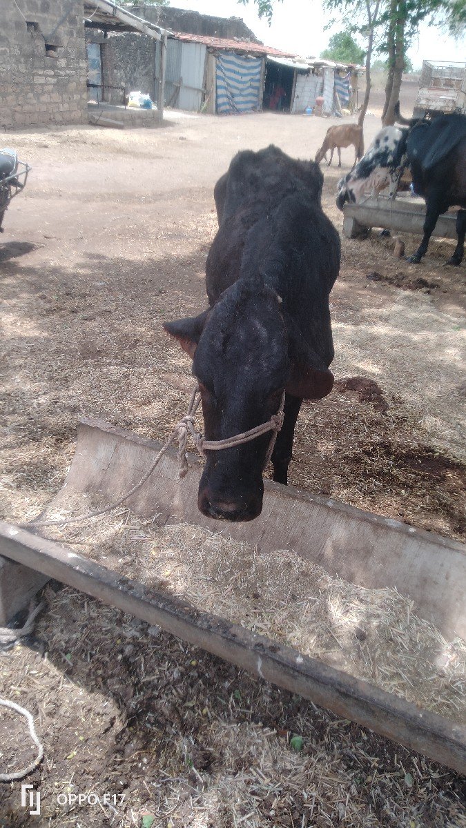 દેસી ગાયની વાસડી
