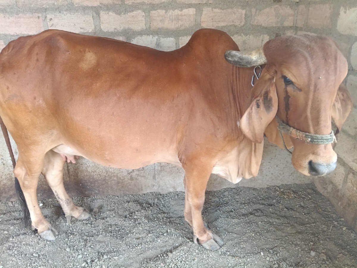 ગાય વેચવાની છે