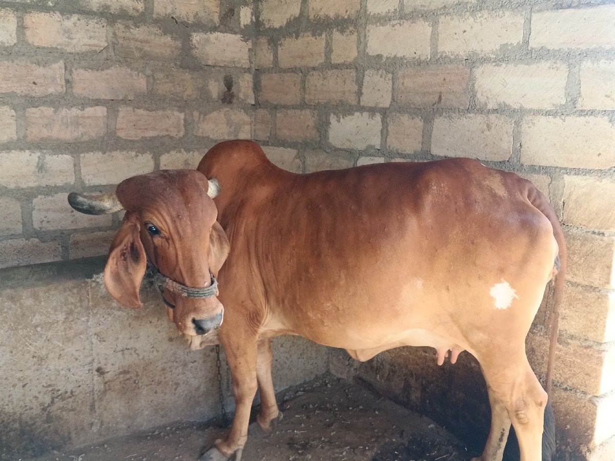 ગાય વેચવાની છે