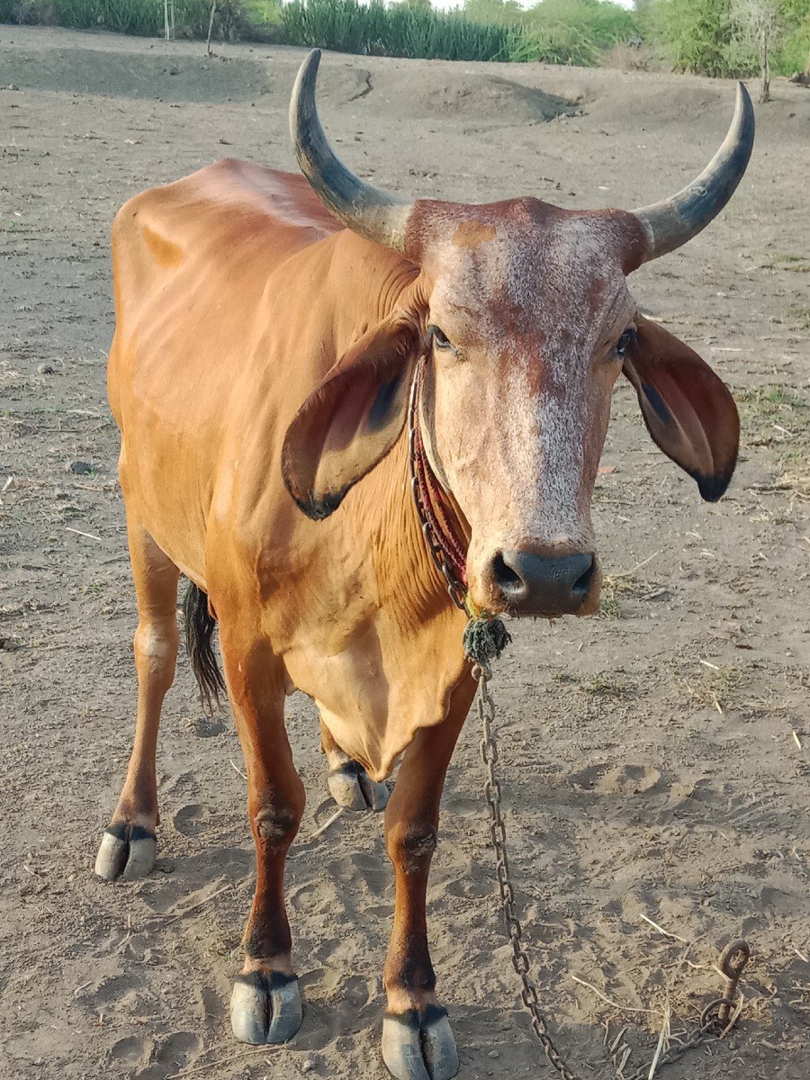 ગાય વેચવાની છે