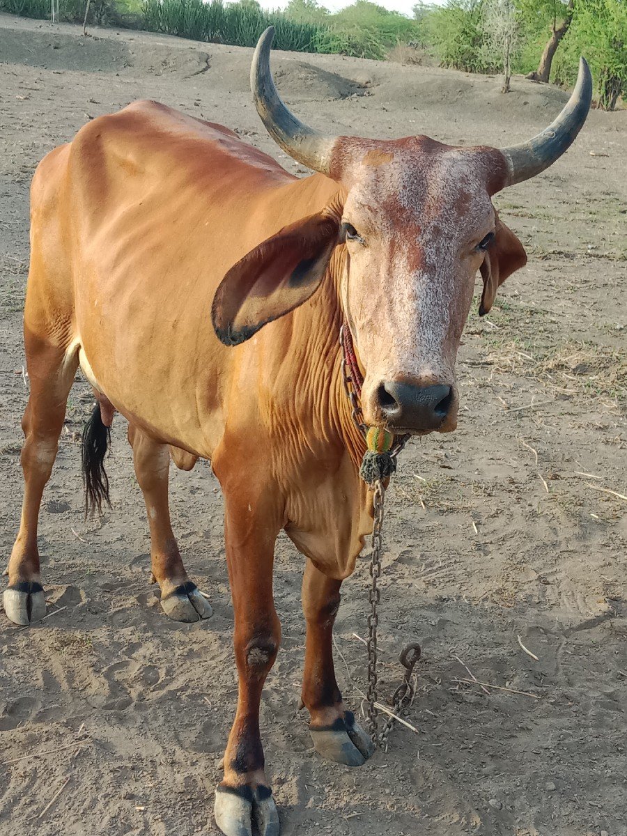 ગાય વેચવાની છે