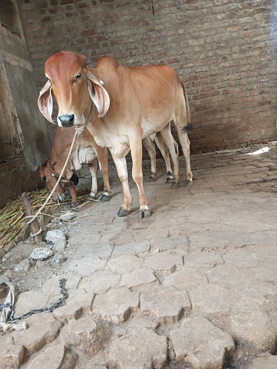 3 વાસડી વેચાણ છે