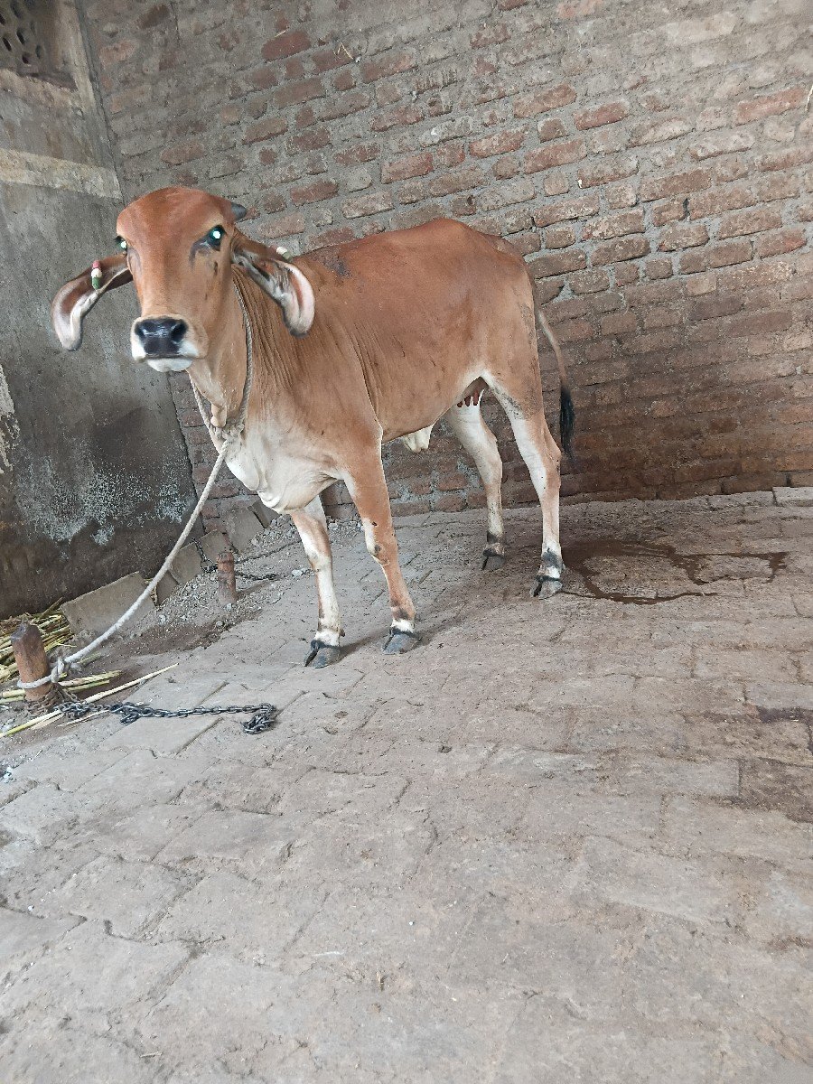 3 વાસડી વેચાણ છે