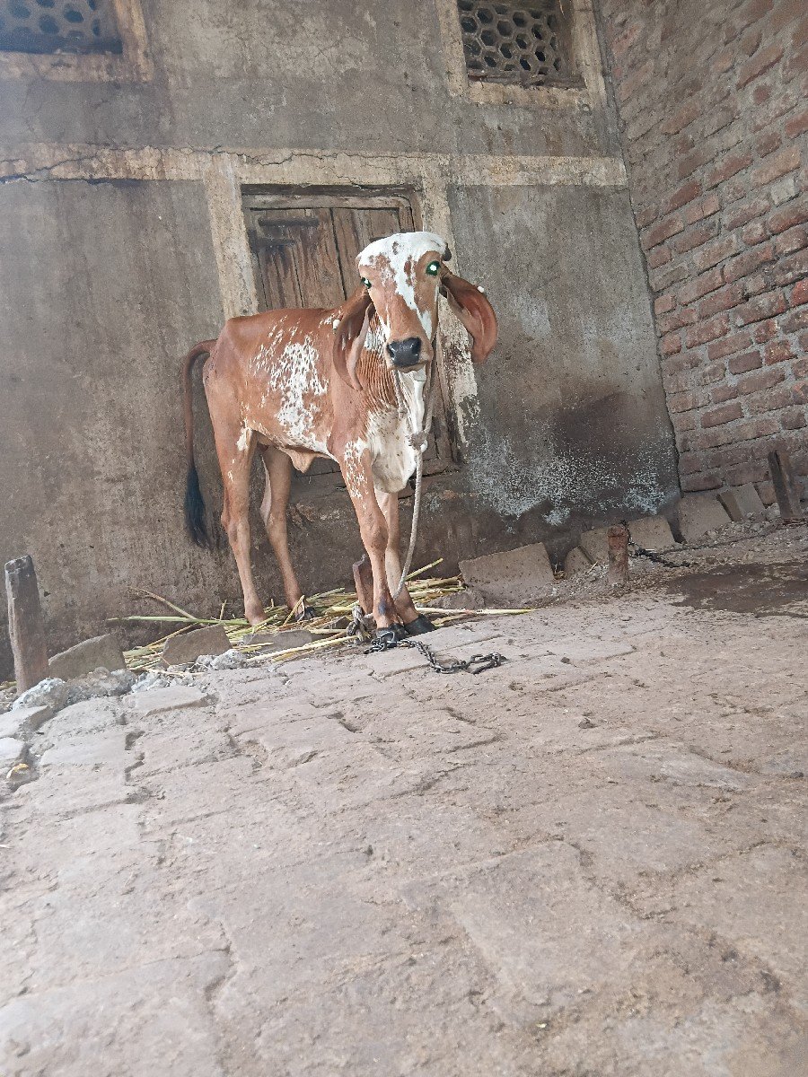 3 વાસડી વેચાણ છે