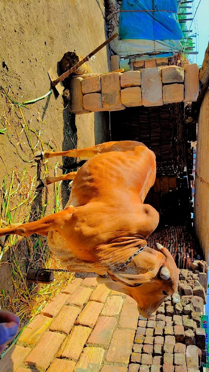 વાસડી બેસવાની સે