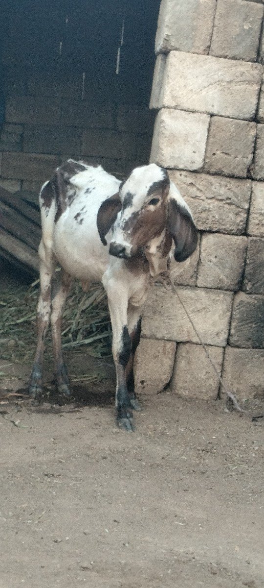 ગાય વેચવાની છે નીચે  લીલડી વાસડી