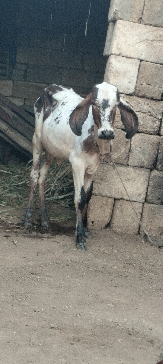 ગાય વેચવાની છે નીચે  લીલડી વાસડી