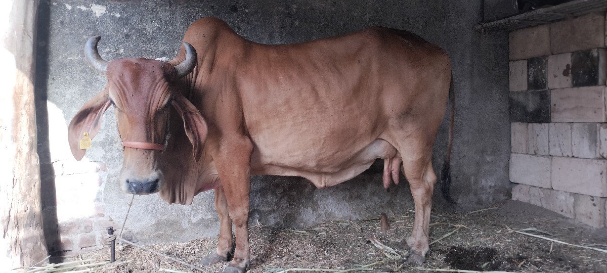 ગાય વેચવાની છે નીચે  લીલડી વાસડી