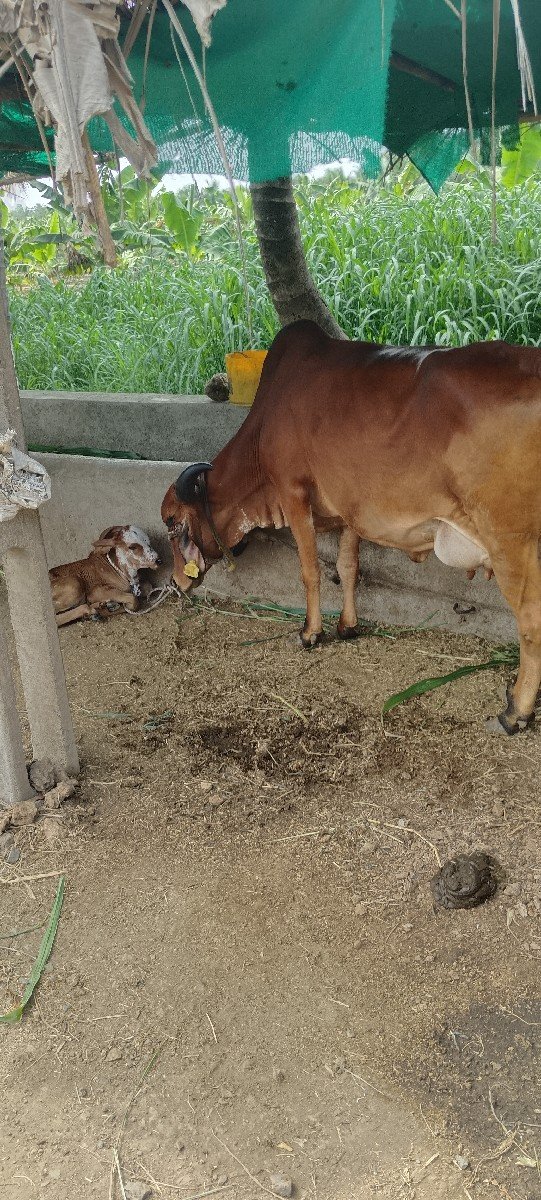 ગાય વેચવાની છે