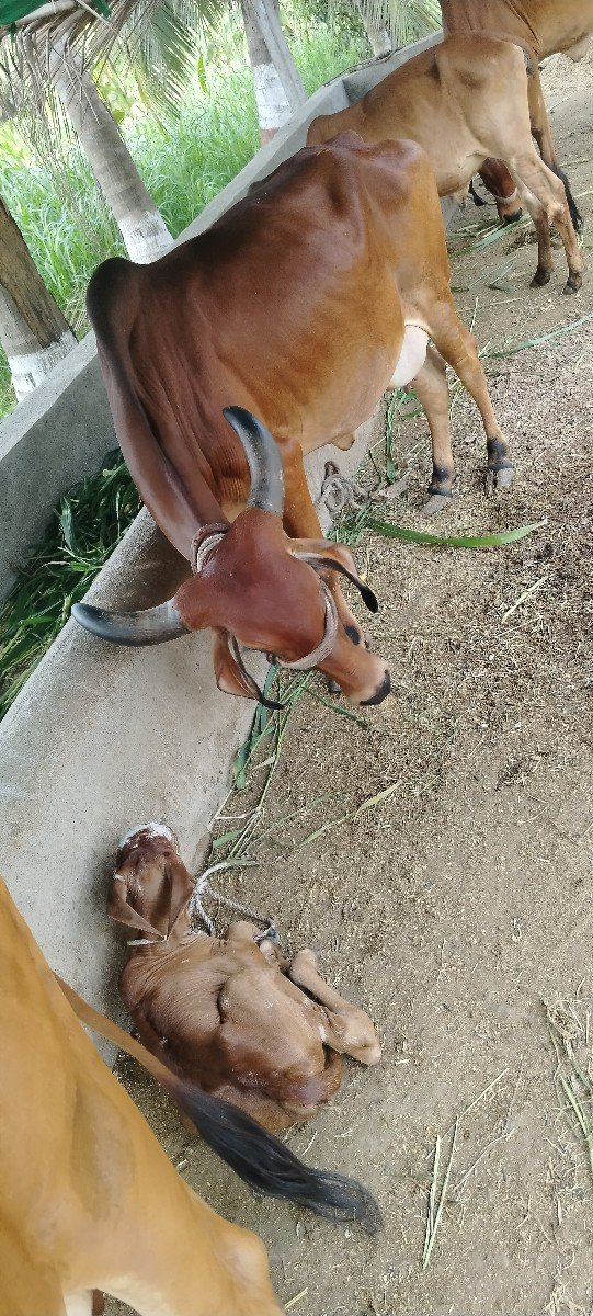 ગાય વેચવાની છે