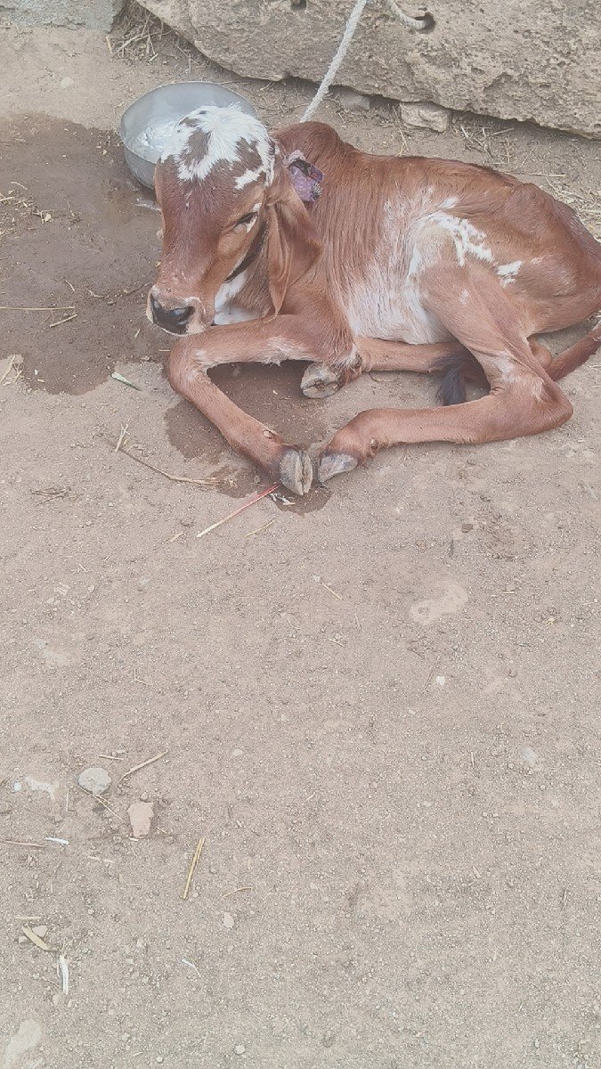 ગાય વેચવાની છે