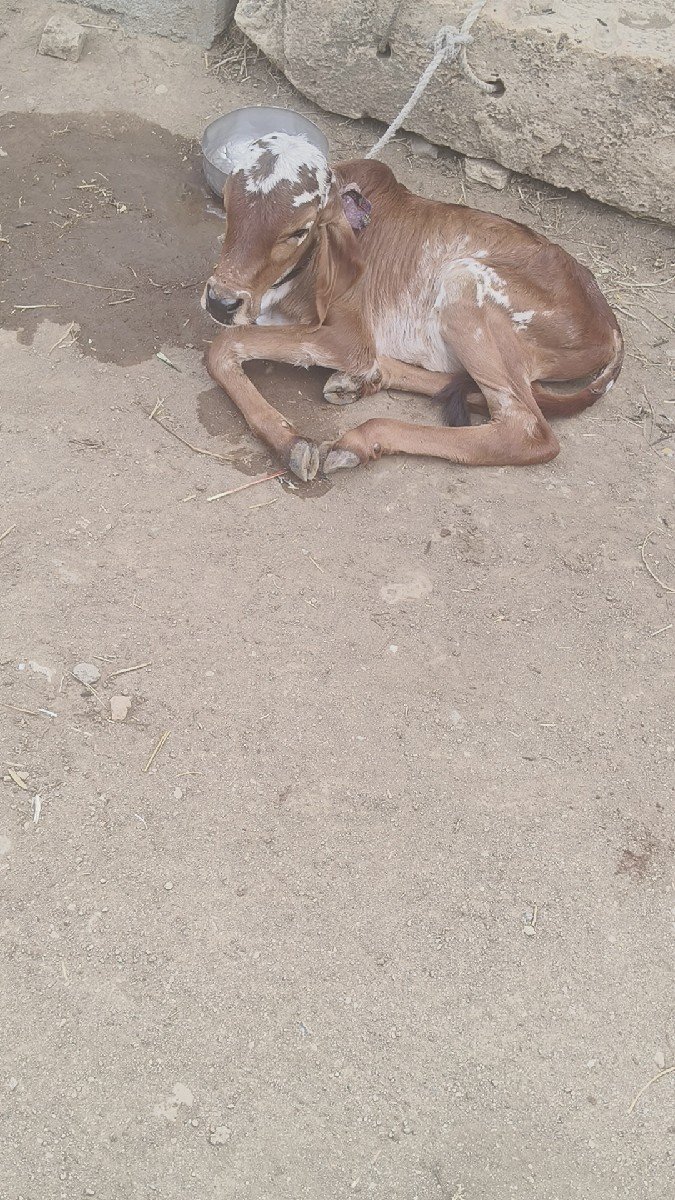 ગાય વેચવાની છે
