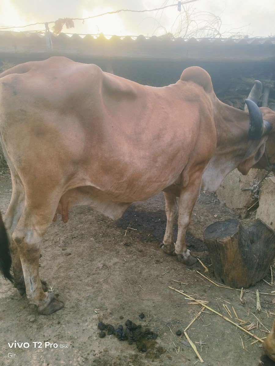 ગાય વેચવાની છે