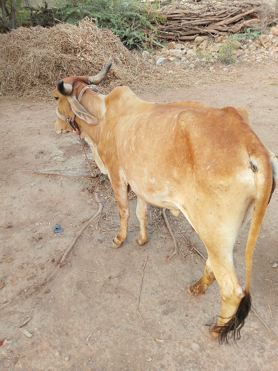 ગાય વેચવાની છે